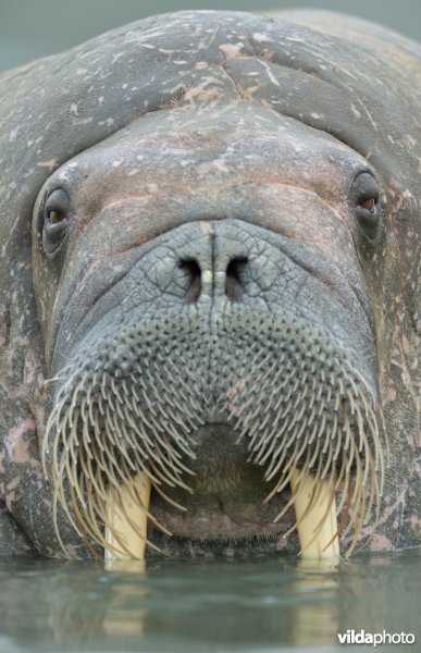 Walrus