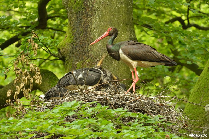 Zwarte ooievaar op nest