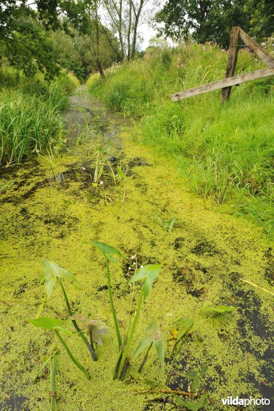 Natuurreservaat de Doode Bemde