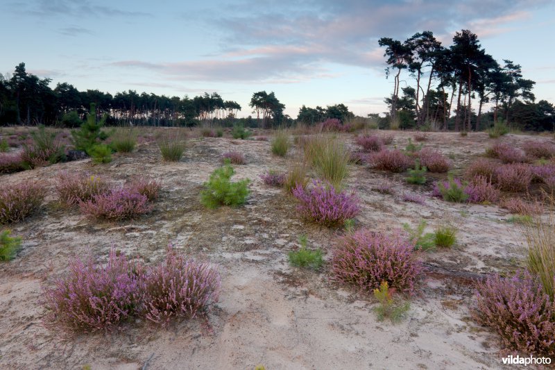 Droge heide op een recent geplagd perceel