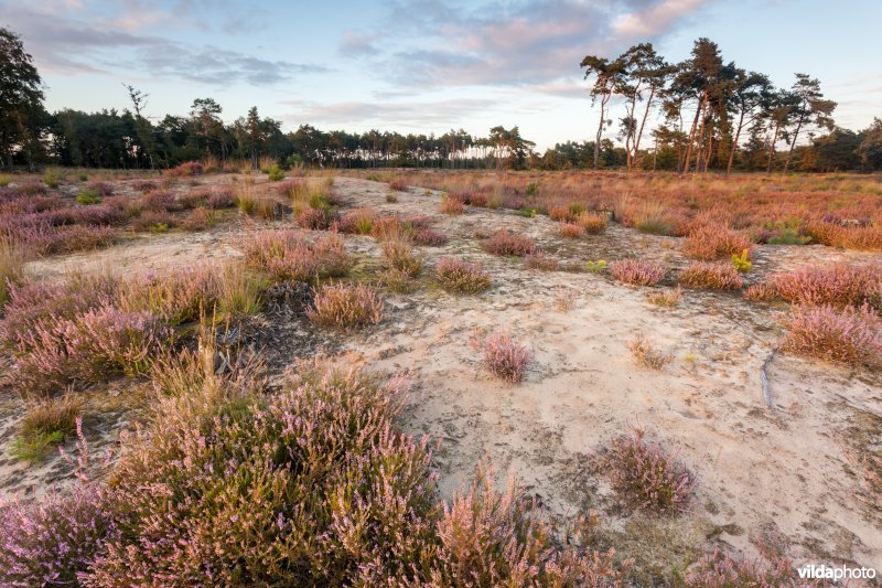 Droge heide op een recent geplagd perceel