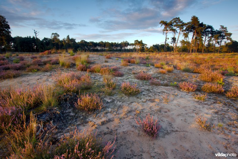 Droge heide op een recent geplagd perceel