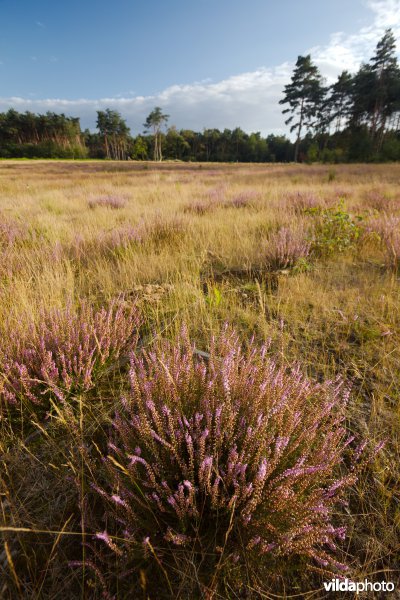 Droge heide op een recent geplagd perceel
