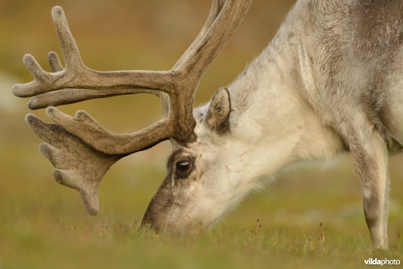 Rendier in Spitsbergen