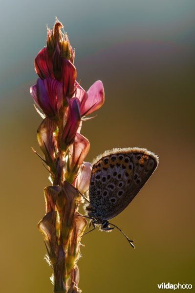 Heideblauwtje op Onobrychis saxatilis