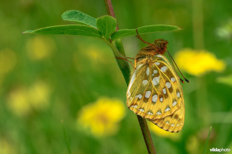 Grote parelmoervlinder