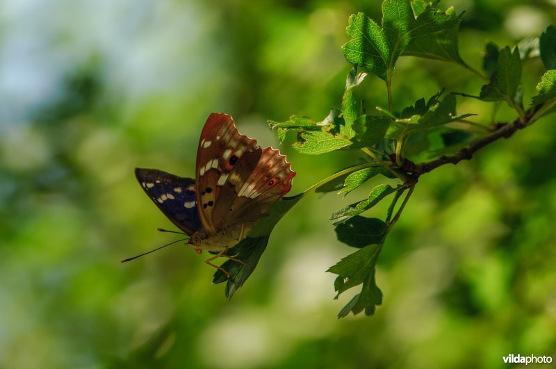 Kleine weerschijnvlinder