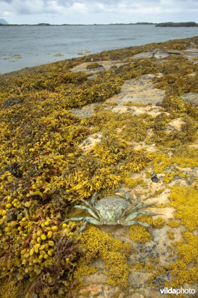Strandkrab aan een rotskust met wieren