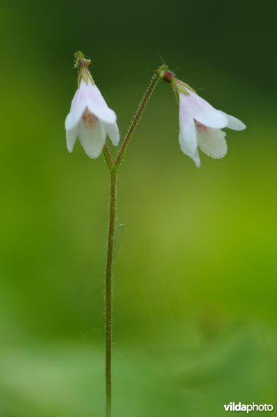 Linnaeusklokje