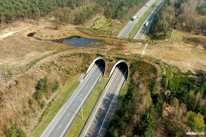 Ecoduct Kikbeek in de Mechelse heide