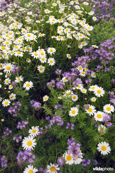 Margrieten en Phacelia