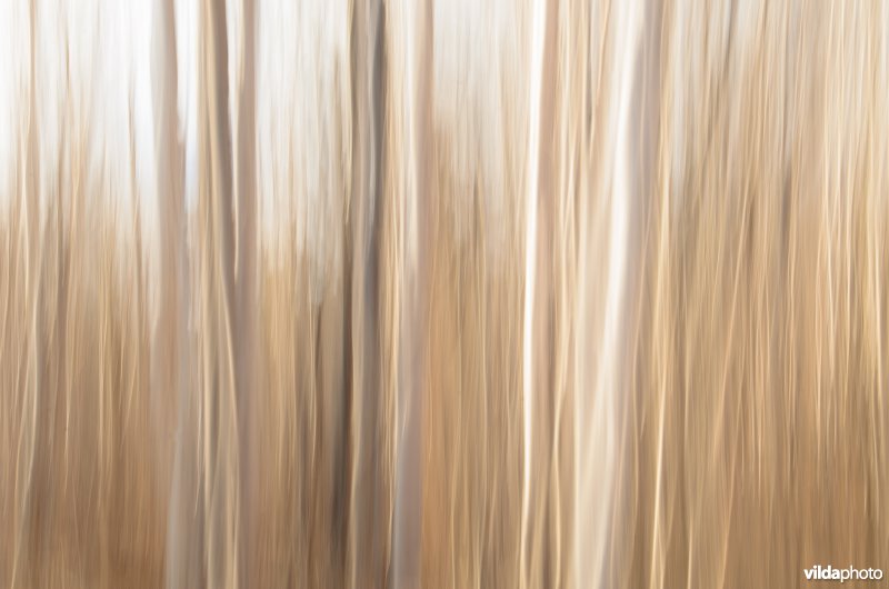 Impressie van berkenbos