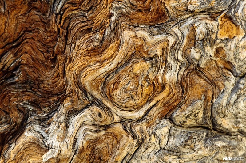 Structuren in hout van fijnspar