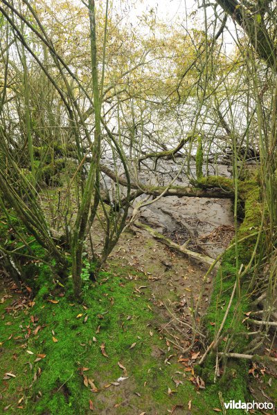 Zoetwaterschorren langs de Schelde