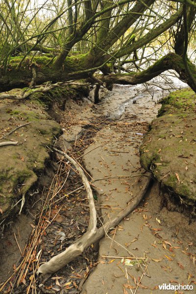 Zoetwaterschorren langs de Schelde