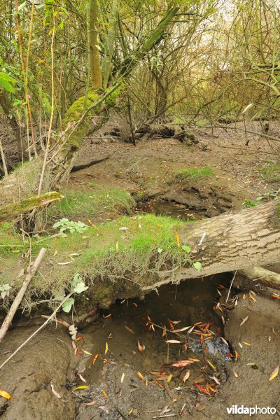 Zoetwaterschorren langs de Schelde