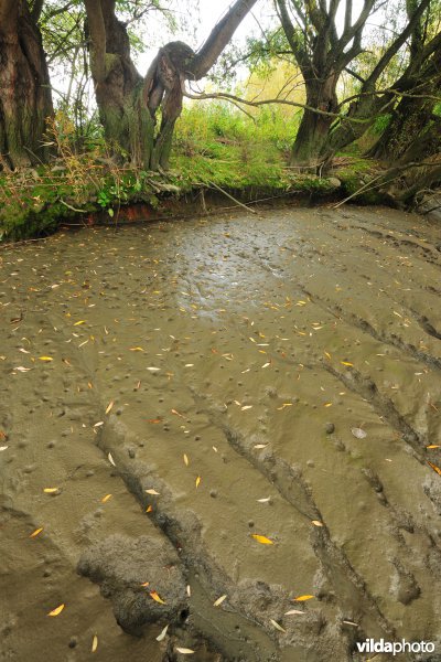 Zoetwaterschorren langs de Schelde