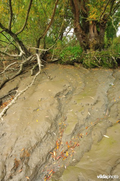 Zoetwaterschorren langs de Schelde