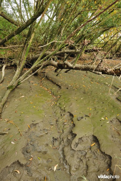 Zoetwaterschorren langs de Schelde