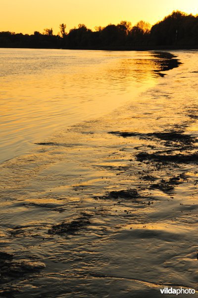 Zoetwaterschorren langs de Schelde