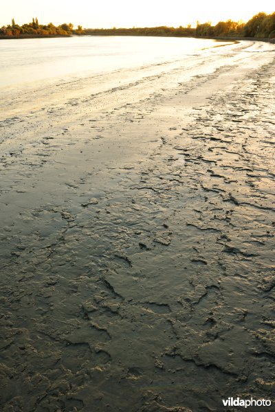 Zoetwaterschorren langs de Schelde