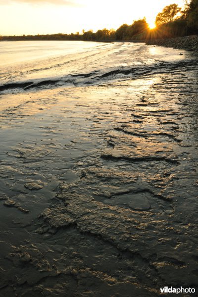 Zoetwaterschorren langs de Schelde