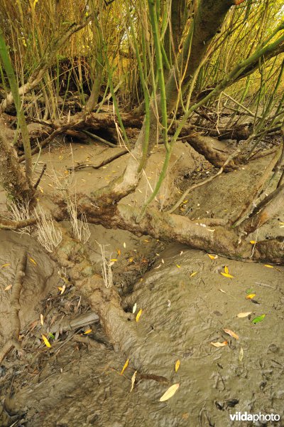 Schorren aan de Notelaer