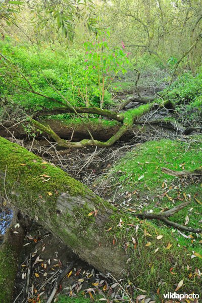 Schorren aan de Notelaer