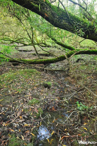 Schorren aan de Notelaer