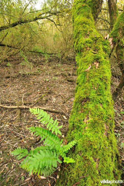 Schorren aan de Notelaer
