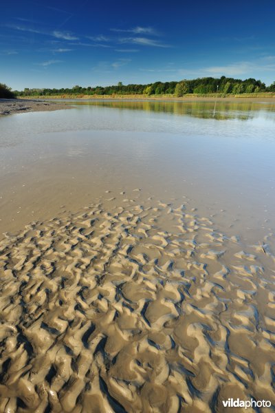 Zoetwaterschorren langs de Schelde