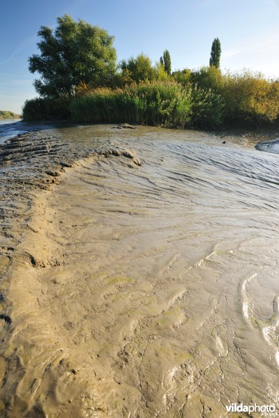 Zoetwaterschorren langs de Schelde