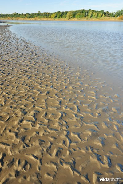 Zoetwaterschorren langs de Schelde