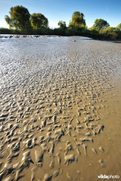 Zoetwaterschorren langs de Schelde