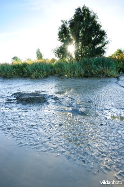 Zoetwaterschorren langs de Schelde