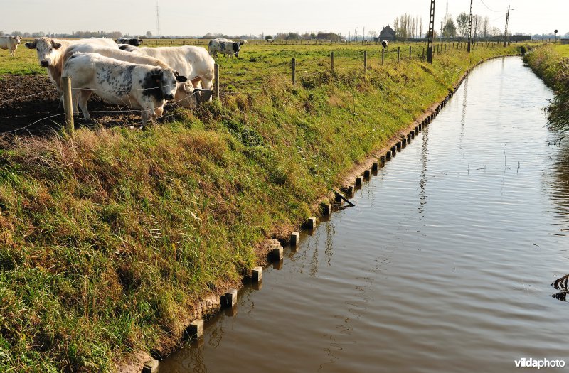 Ecologische oeverafwerking