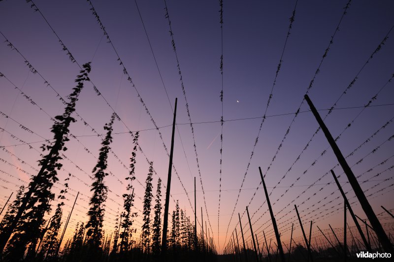 Staakveld met hoppeteelt