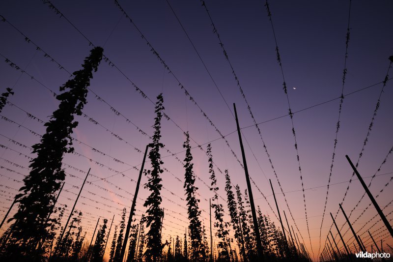 Staakveld met hoppeteelt