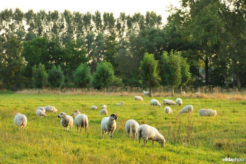 Vloeiweiden