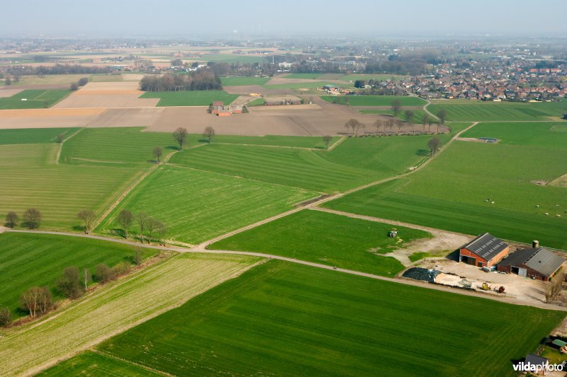 Grootschalige landbouw met verspreide bomen