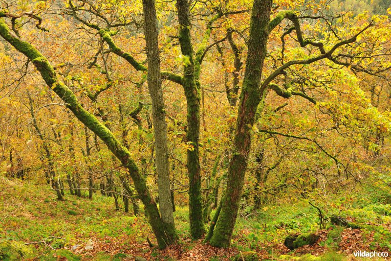 Vallei van de Ourthe