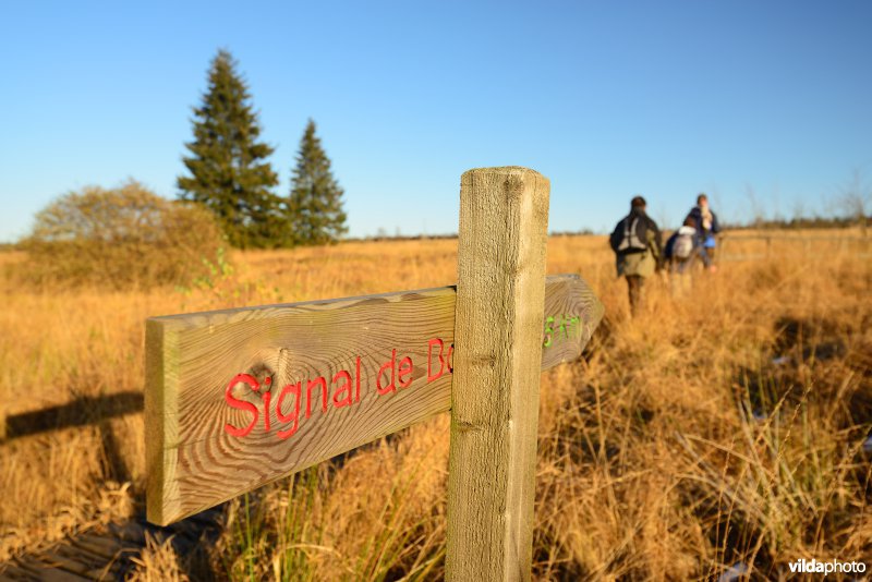 Wandelen in de Hoge Venen