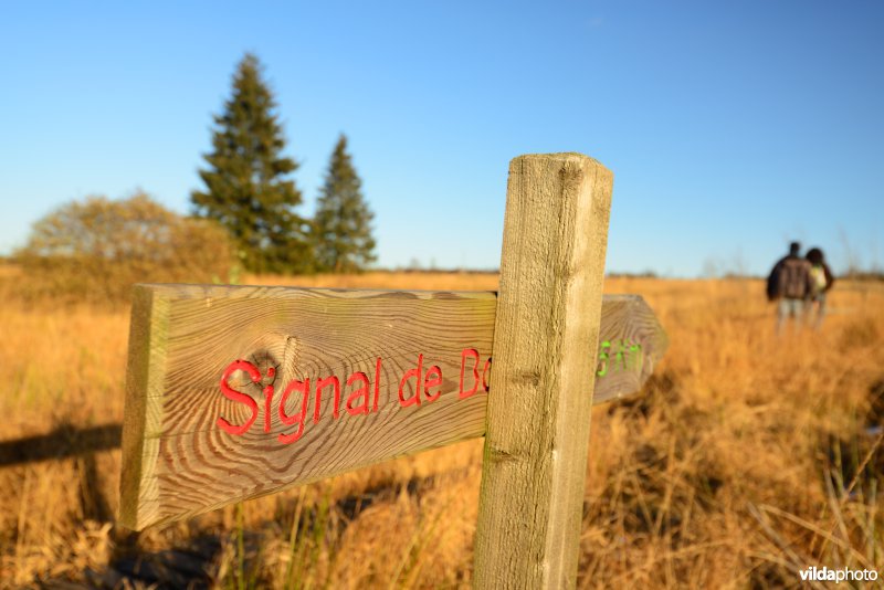 Wandelen in de Hoge Venen