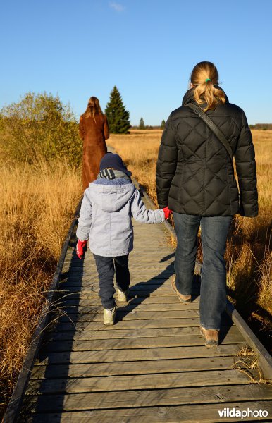 Wandelen in de Hoge Venen
