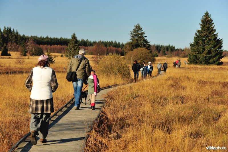 Wandelen in de Hoge Venen