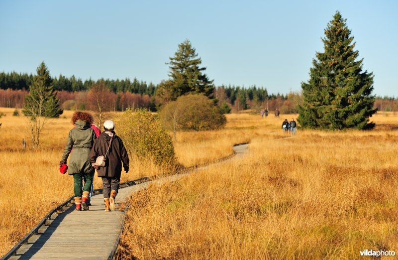Wandelen in de Hoge Venen