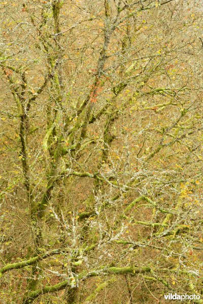 Vallei van de Ourthe