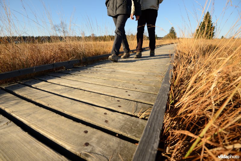 Wandelen in de Hoge Venen