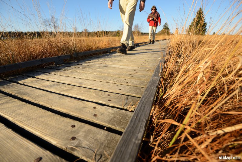 Wandelen in de Hoge Venen