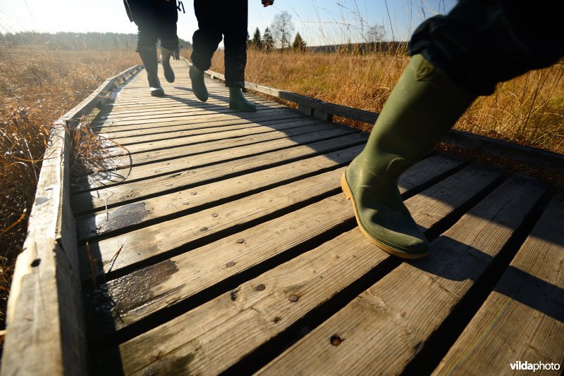 Wandelen in de Hoge Venen